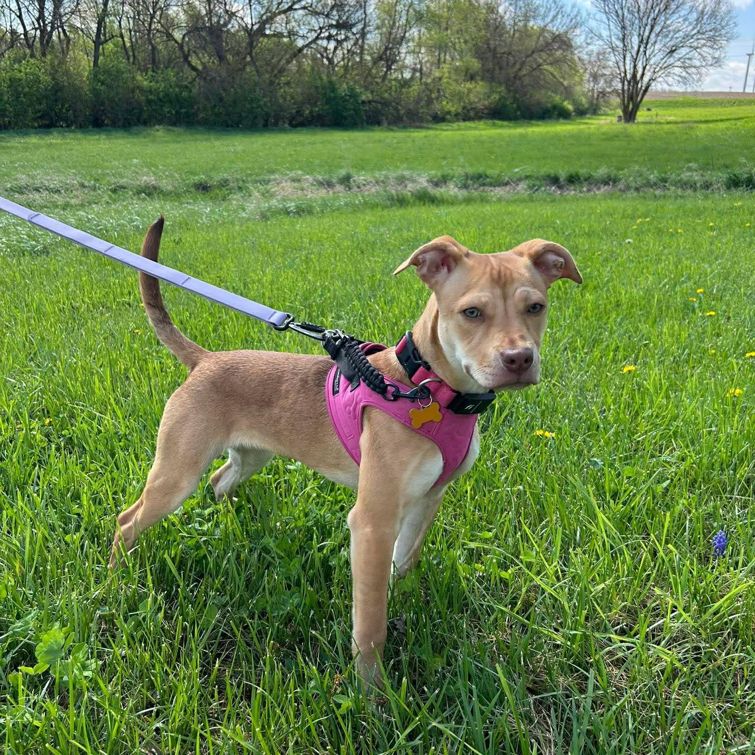 Harkin, a ADOPTABLE mixed breed in Normal, IL image 4/6