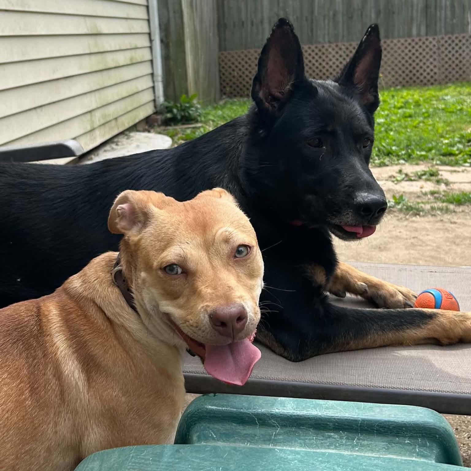Harkin, a ADOPTABLE mixed breed in Normal, IL image 6/6