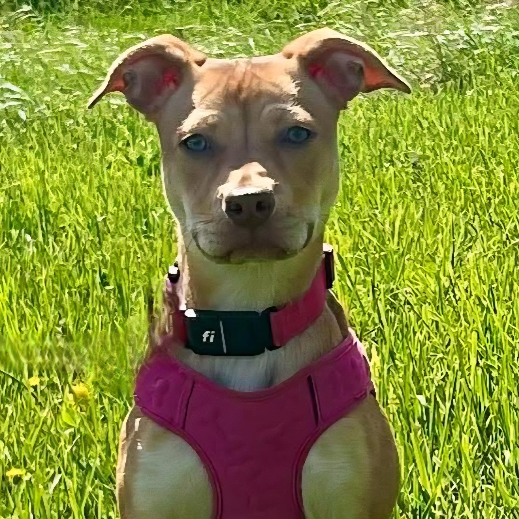 Harkin, a ADOPTABLE mixed breed in Normal, IL image 2/6