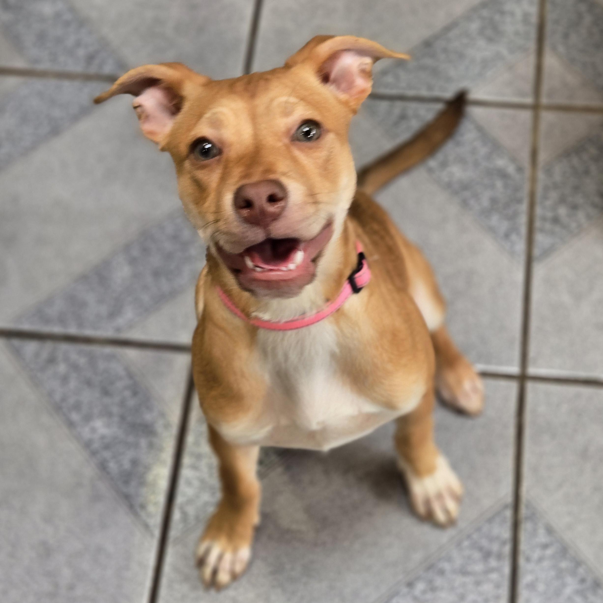 Harkin, a ADOPTABLE mixed breed in Normal, IL image 6/6
