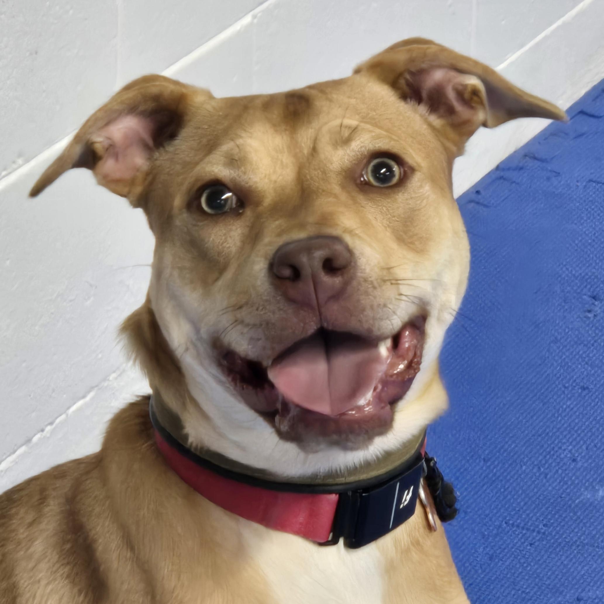Harkin, ADOPTABLE, Puppy Female Mixed Breed.