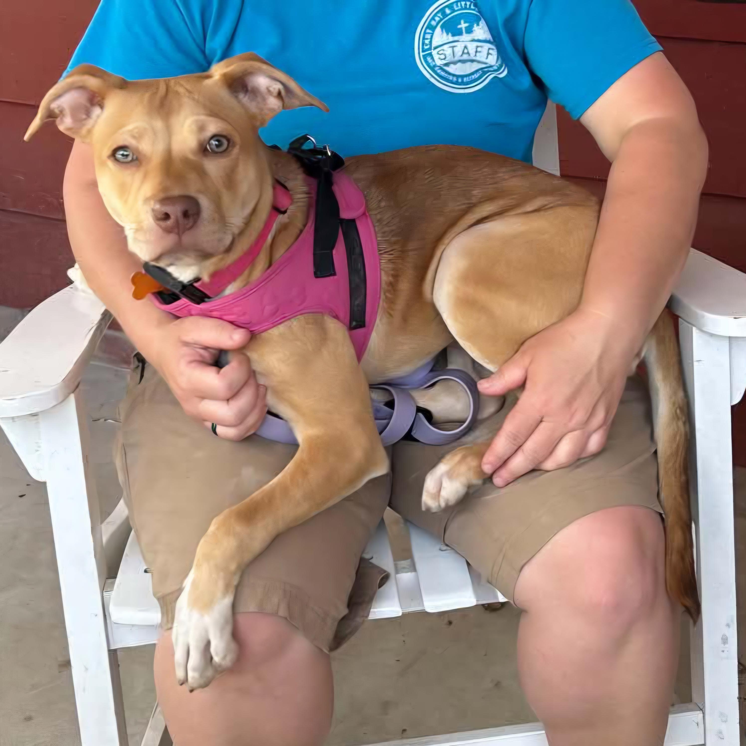 Harkin, a ADOPTABLE mixed breed in Normal, IL image 5/6
