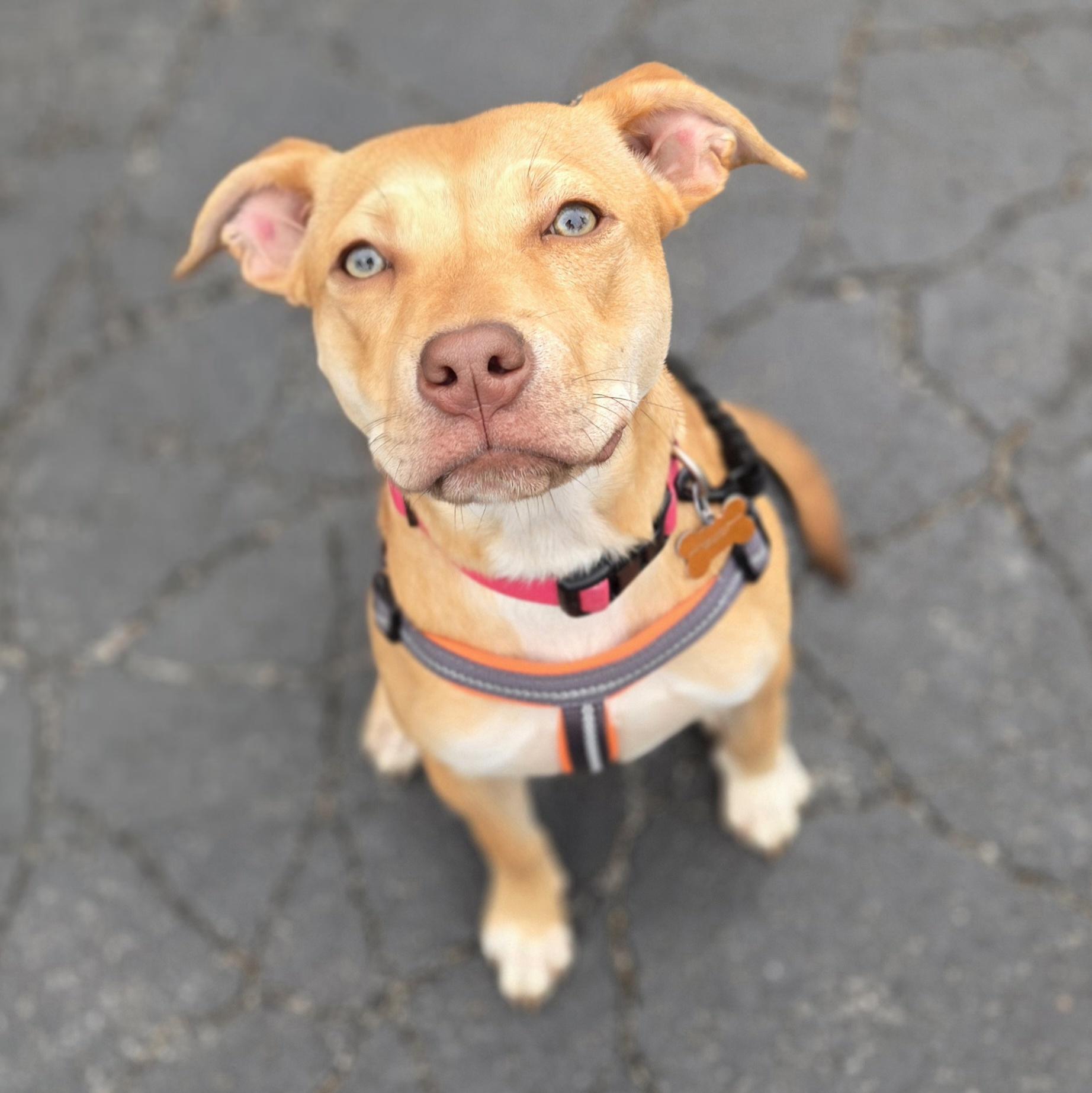 Harkin, a ADOPTABLE mixed breed in Normal, IL image 3/6