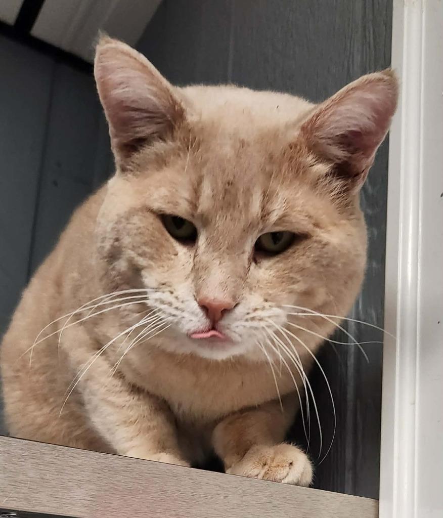 Enlarge Simba, a Adoptable mixed breed in Warren, MI image 1/6