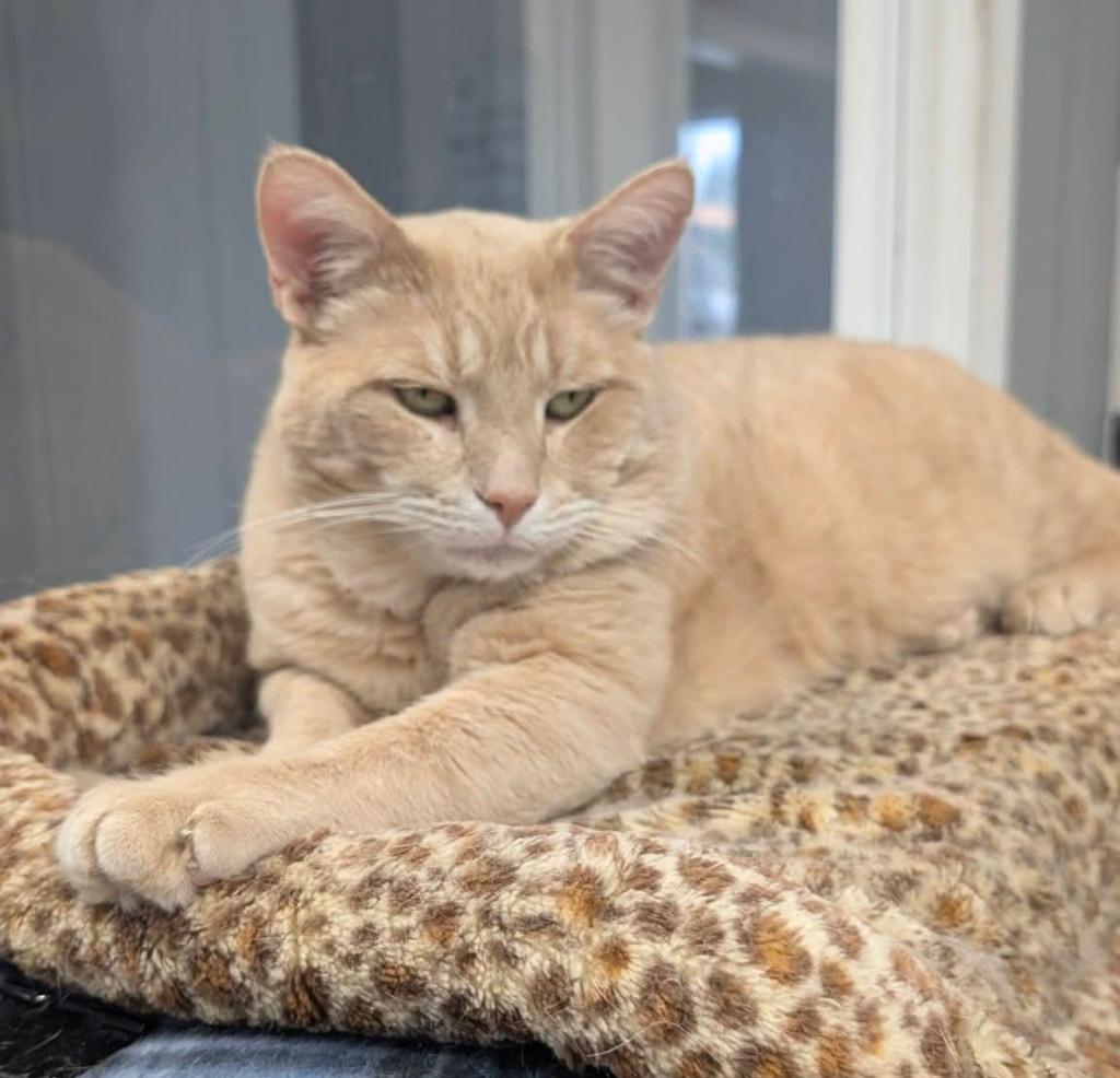 Enlarge Simba, a Adoptable mixed breed in Warren, MI image 2/6