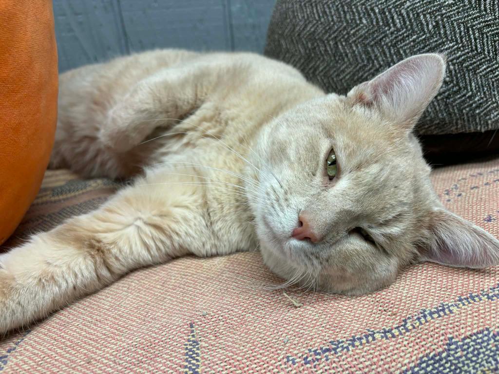 Enlarge Simba, a Adoptable mixed breed in Warren, MI image 2/6