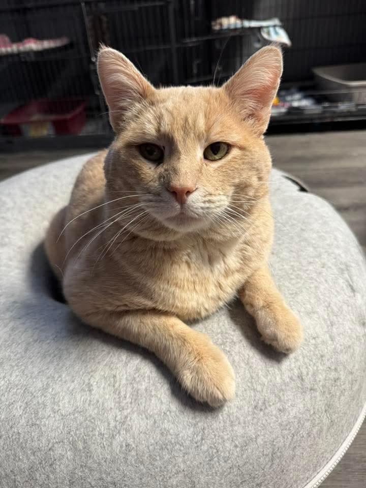 Enlarge Simba, a Adoptable mixed breed in Warren, MI image 3/6