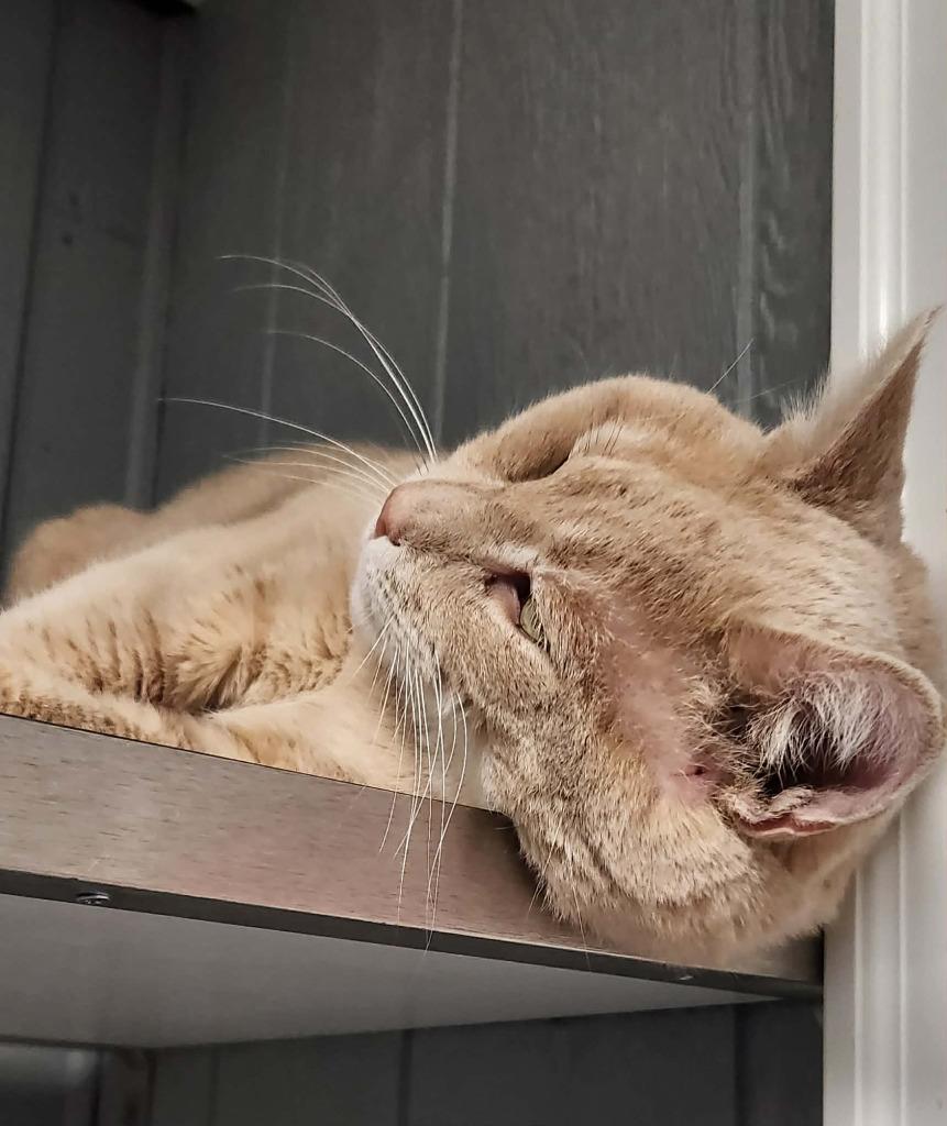 Enlarge Simba, a Adoptable mixed breed in Warren, MI image 4/6