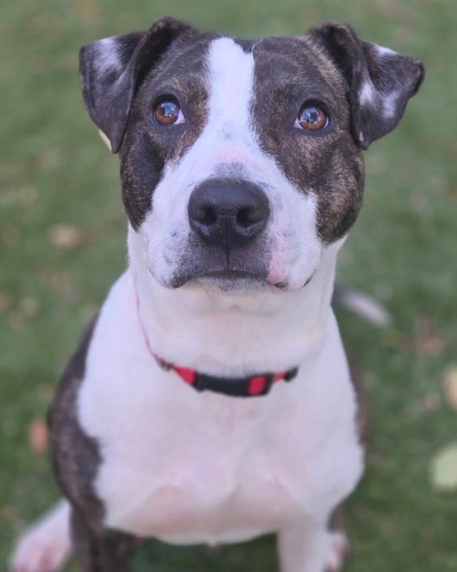 Buster, a Adoptable American Staffordshire Terrier in Bloomfield, NJ image 2/6