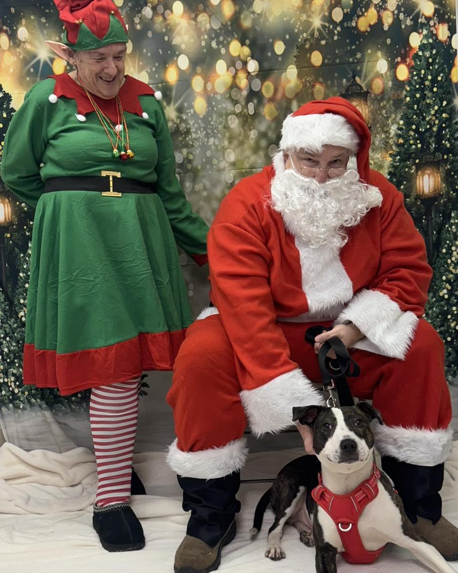 Enlarge Buster, an adopted American Staffordshire Terrier in Bloomfield, NJ image 2/6