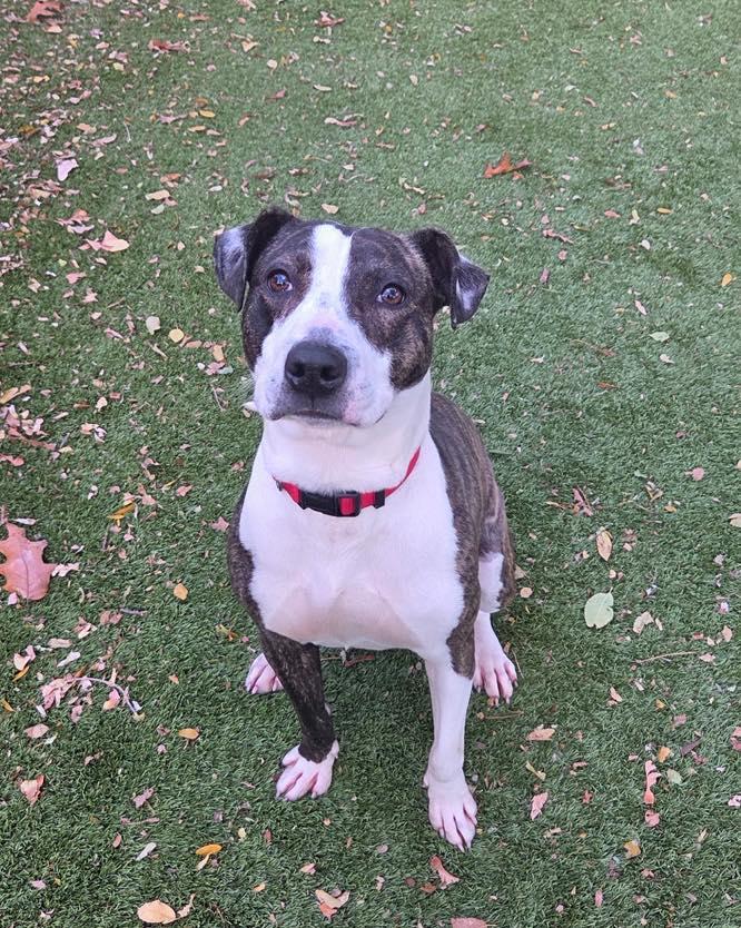 Buster, a Adoptable American Staffordshire Terrier in Bloomfield, NJ image 3/6