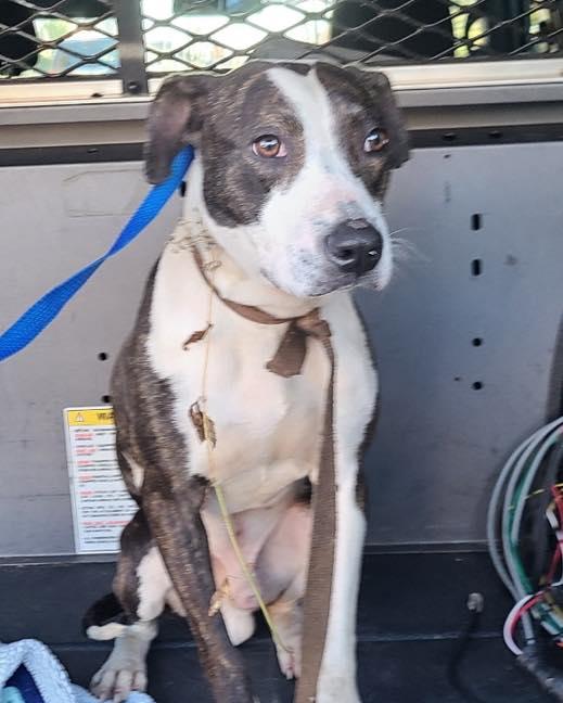 Buster, a Adoptable American Staffordshire Terrier in Bloomfield, NJ image 5/6