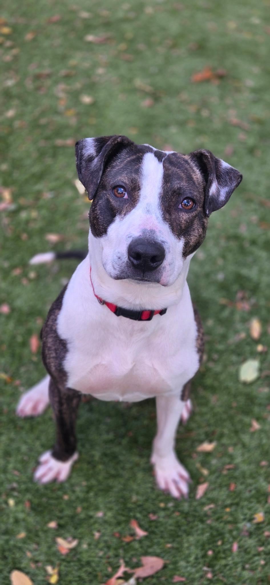 Buster, a Adoptable American Staffordshire Terrier in Bloomfield, NJ image 6/6