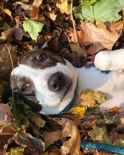 Buster, a Adoptable American Staffordshire Terrier in Bloomfield, NJ image 4/6