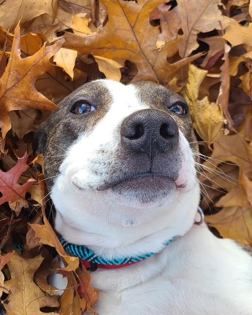 Buster, a Adoptable American Staffordshire Terrier in Bloomfield, NJ image 1/6