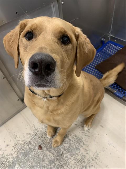 FLOKI GEORGE, Adoptable, Adult Male Labrador Retriever & Mixed Breed.