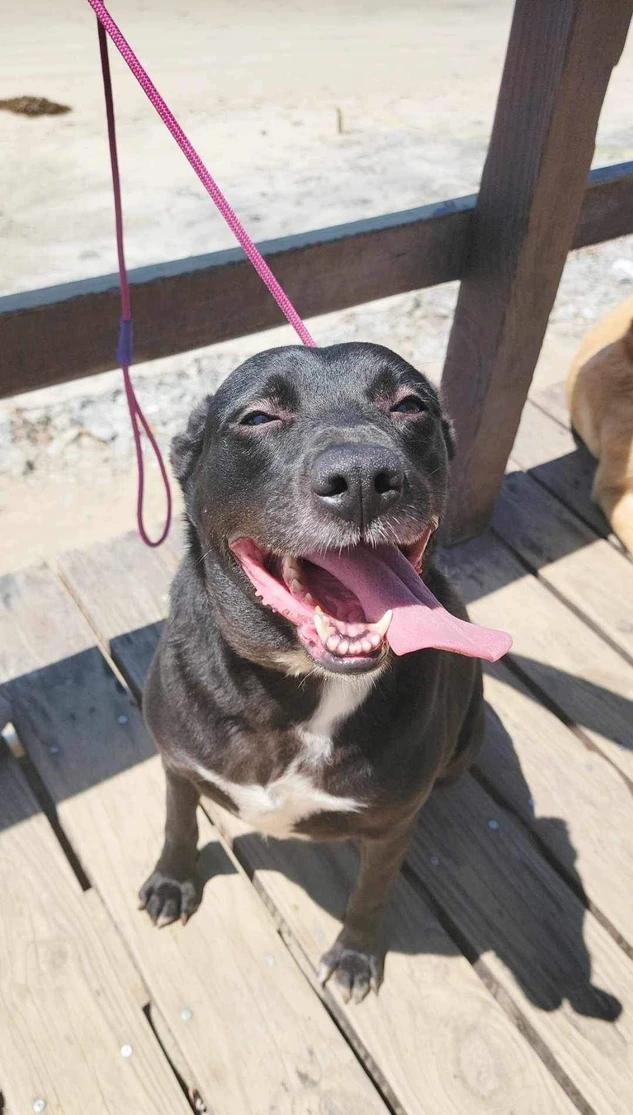 Raven, Adoptable, Adult Female Black Labrador Retriever.