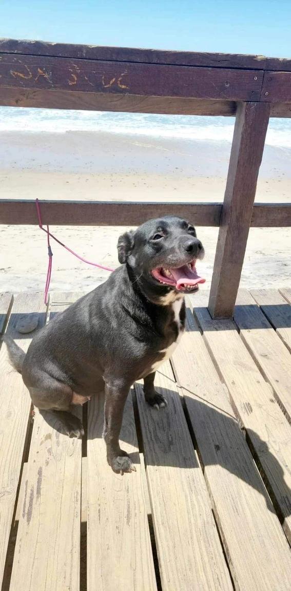 Raven, a Adoptable mixed breed in SAN DIEGO, CA image 2/6