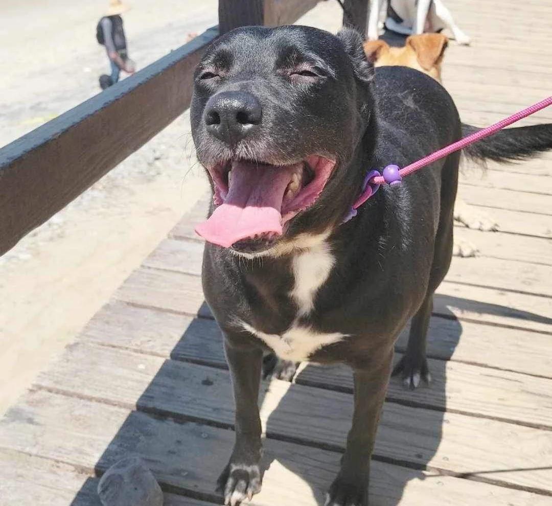 Raven, a Adoptable mixed breed in SAN DIEGO, CA image 4/6