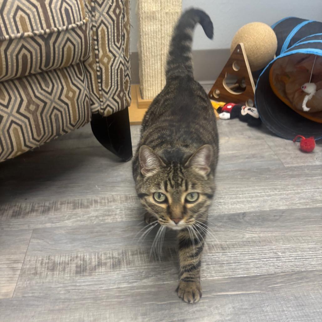 Enlarge Paisley , an adoptable Domestic Short Hair in Crookston, MN image 4/6