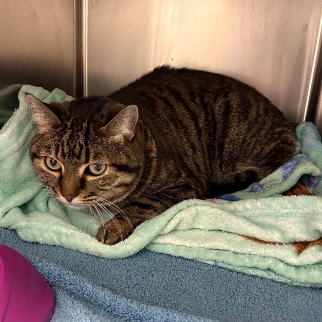 Paisley , ADOPTABLE, Adult Female Domestic Short Hair.