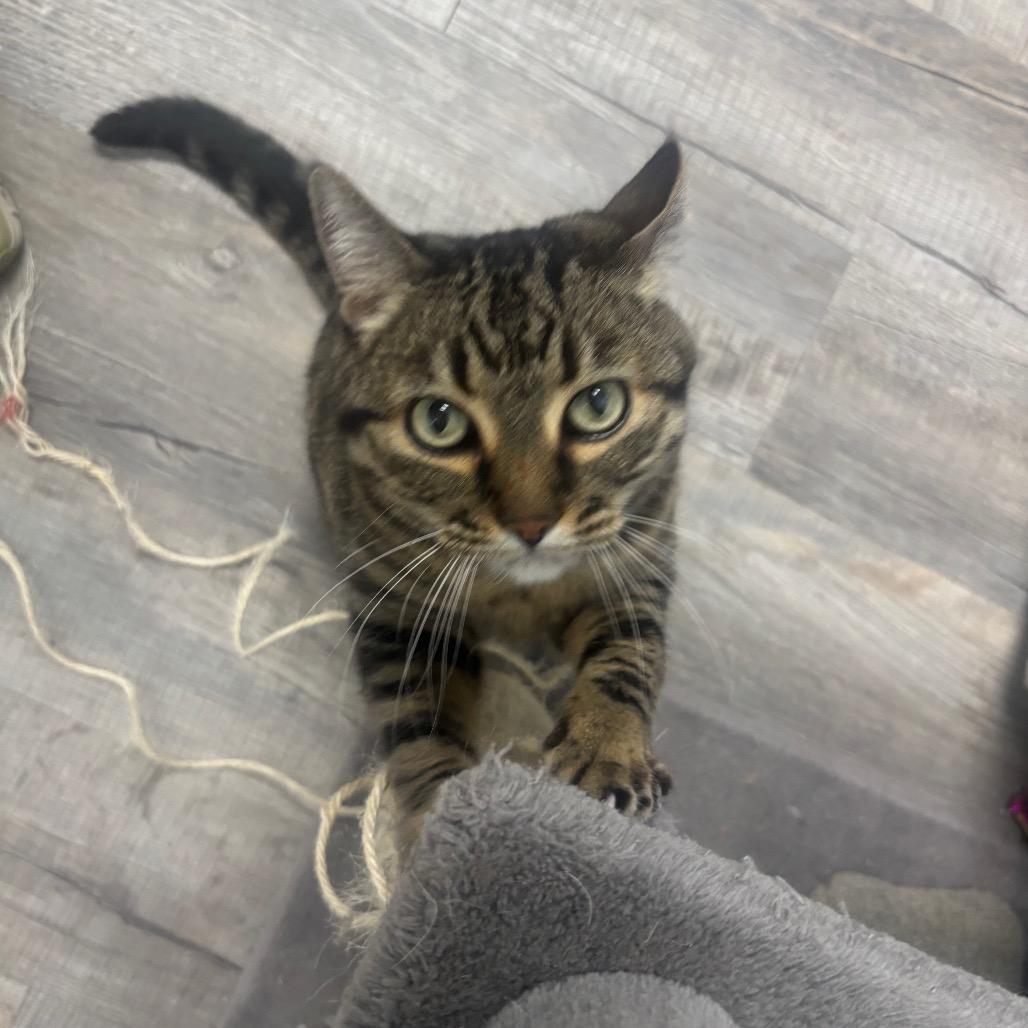 Paisley , adoptable, Adult Female Domestic Short Hair.