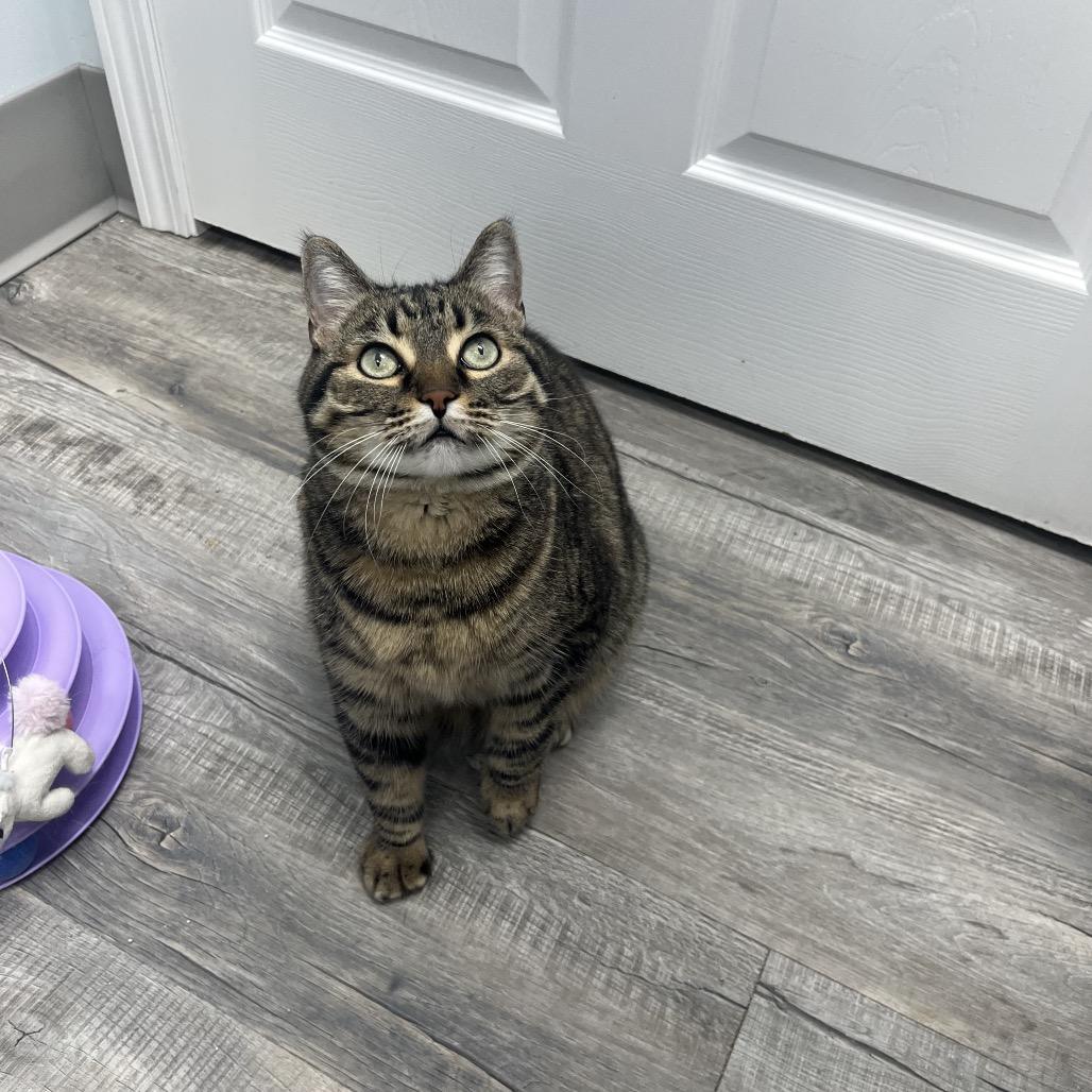 Enlarge Paisley , an adoptable Domestic Short Hair in Crookston, MN image 3/6