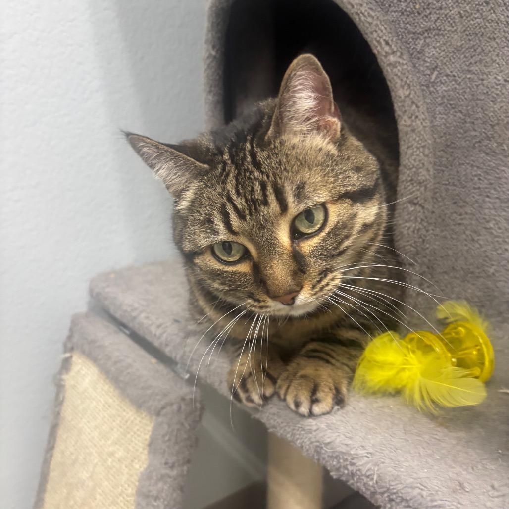 Enlarge Paisley , an adoptable Domestic Short Hair in Crookston, MN image 6/6