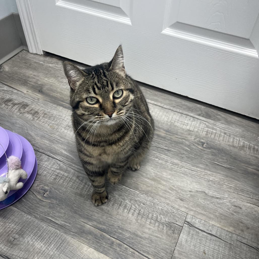 Enlarge Paisley , an adoptable Domestic Short Hair in Crookston, MN image 5/6
