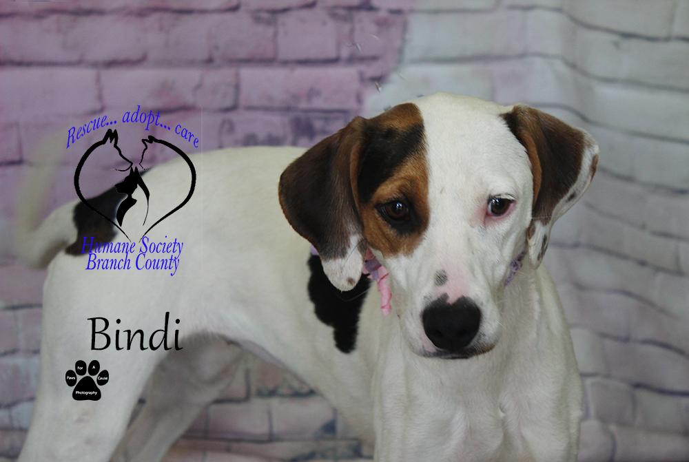 Bindi, an adoptable Labrador Retriever, Spaniel in Quincy, MI, 49082 | Photo Image 1