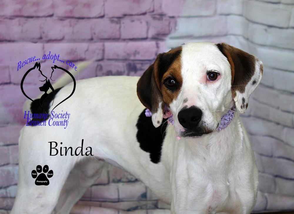 Bindi, an adoptable Labrador Retriever, Spaniel in Quincy, MI, 49082 | Photo Image 3
