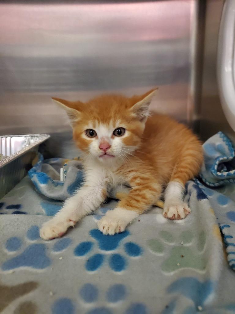 2025-06-011 *Oscar*, Adopted, Young Male Domestic Medium Hair.