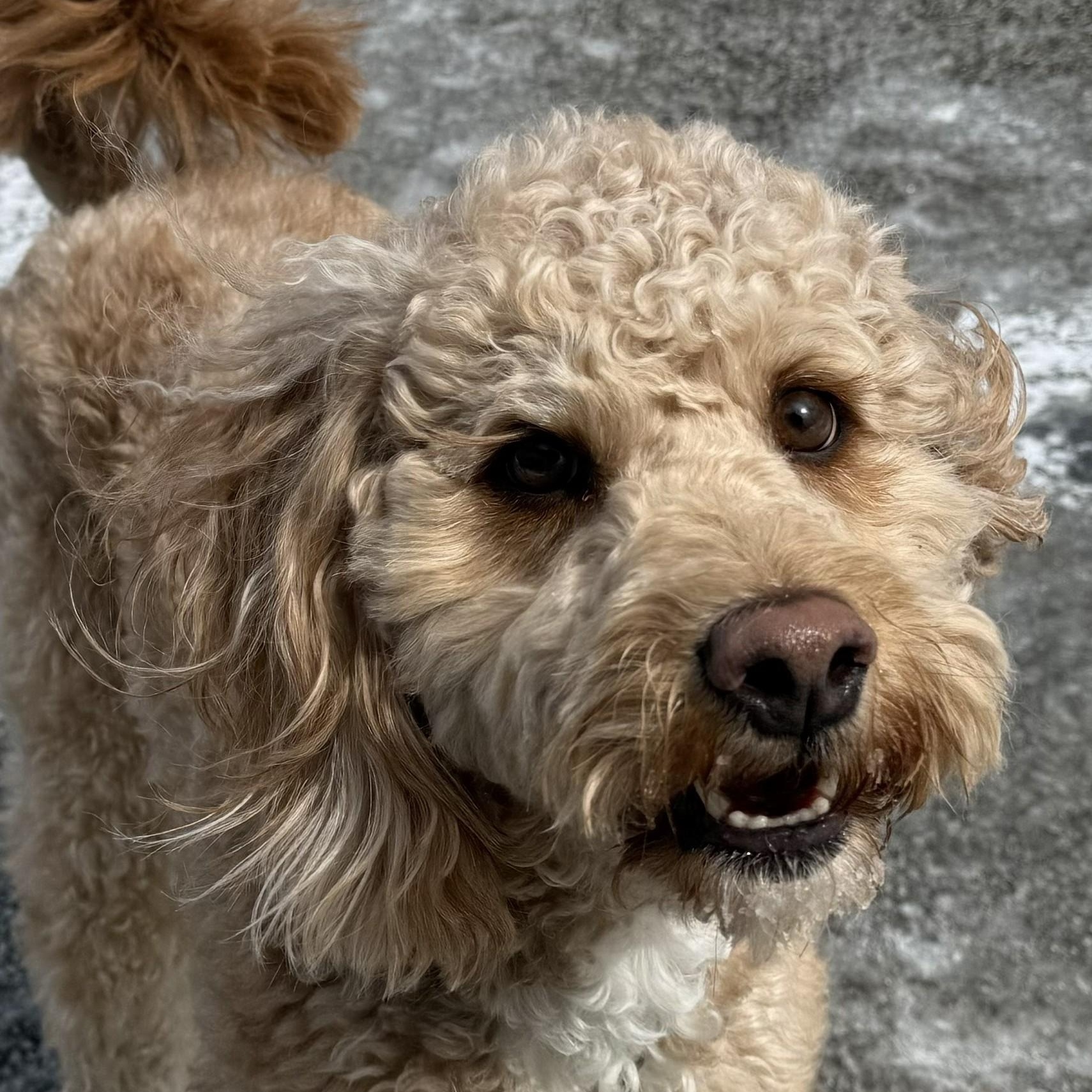 HUEY-OHIO, adopted, Young Male Labradoodle.