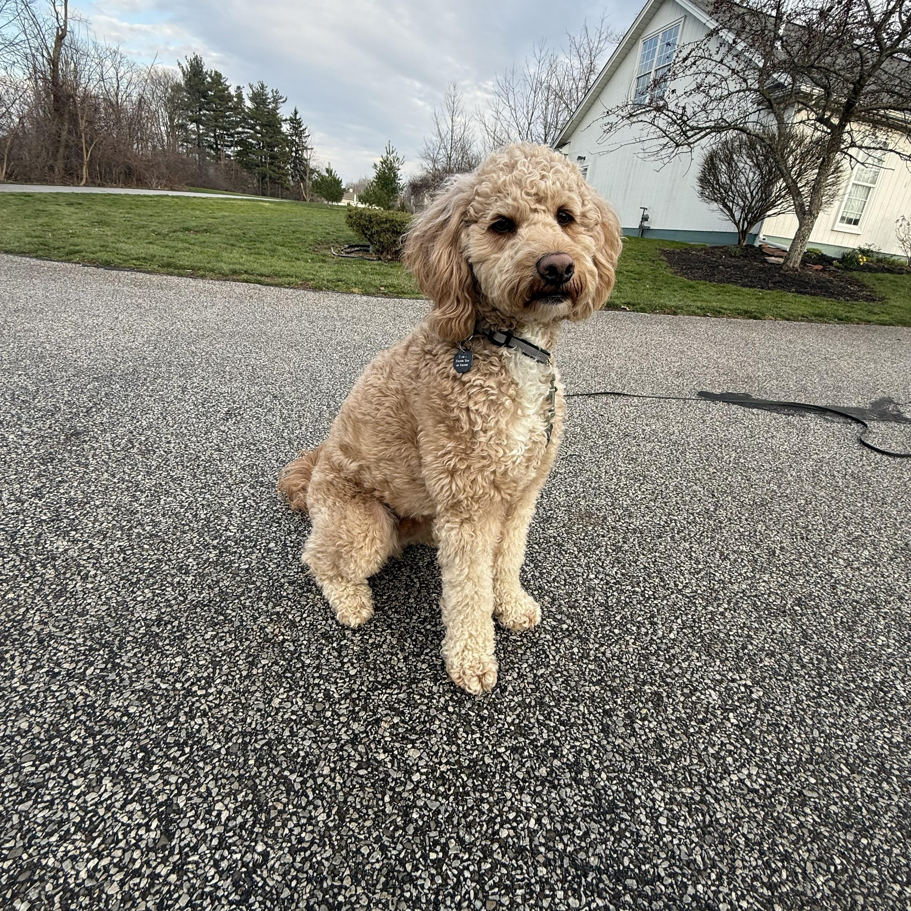 Enlarge HUEY-OHIO, an adopted Labradoodle in Chardon, OH image 3/6