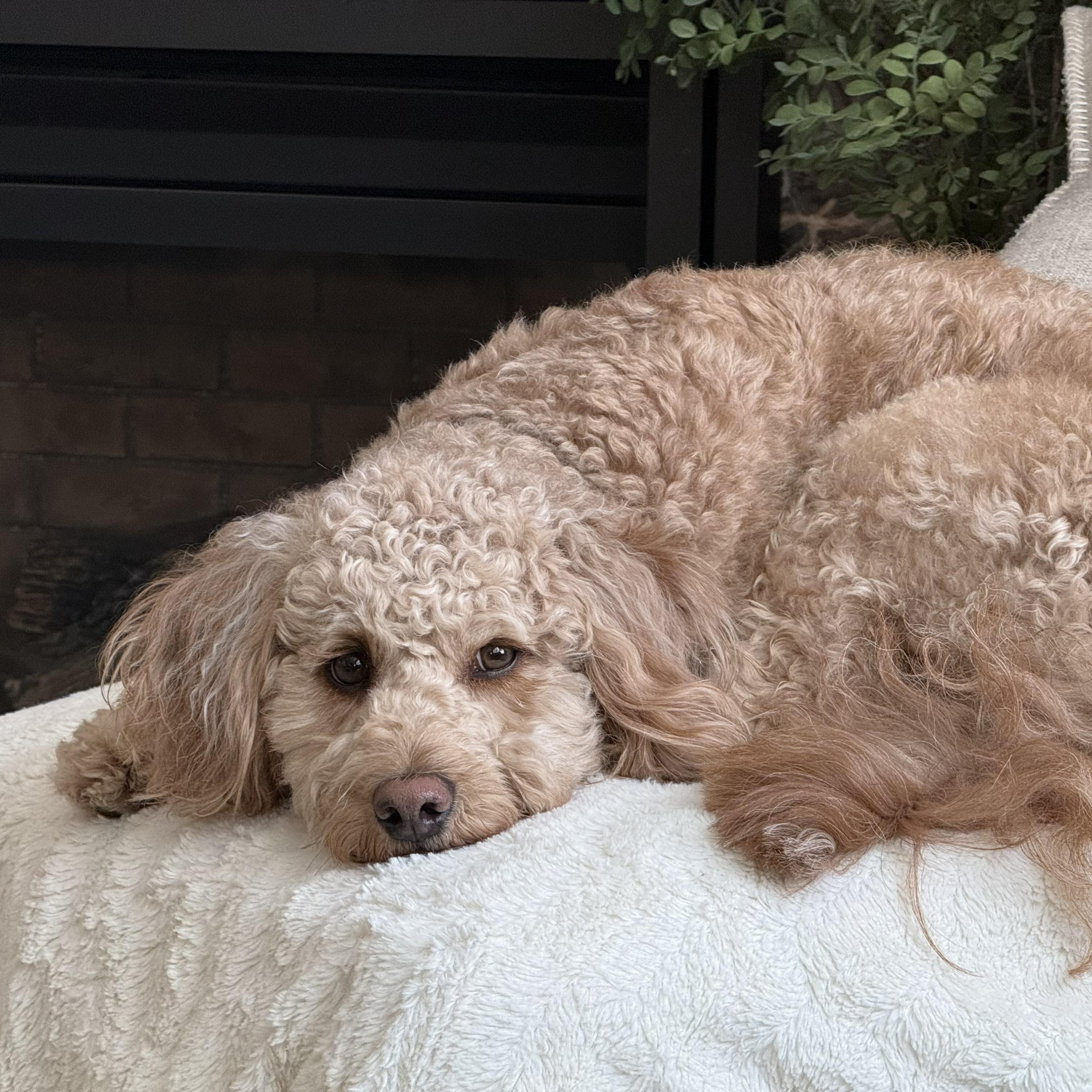 Enlarge HUEY-OHIO, an adopted Labradoodle in Chardon, OH image 4/6