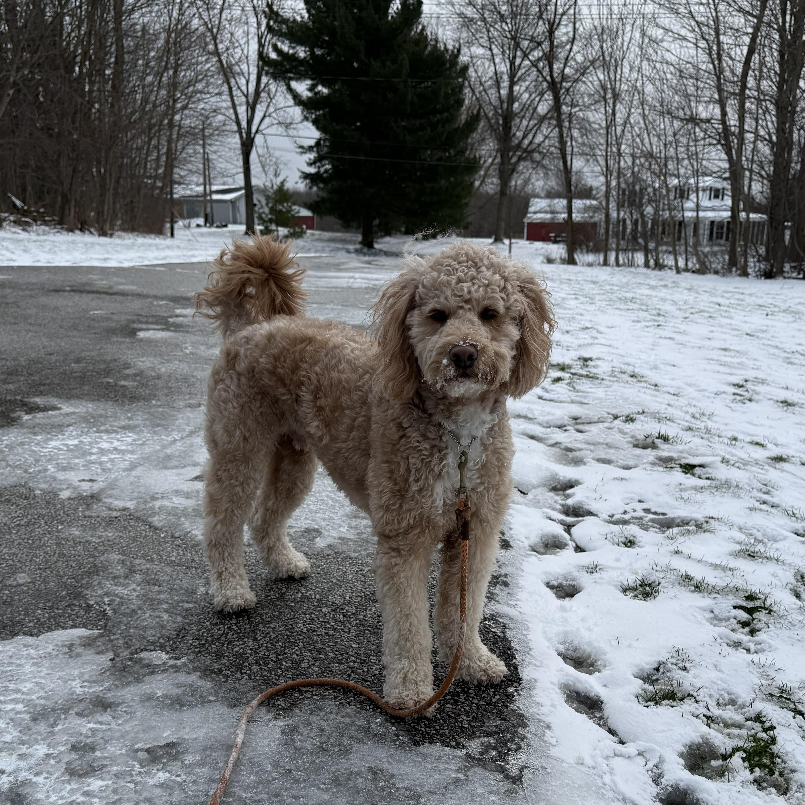 Enlarge HUEY-OHIO, an adopted Labradoodle in Chardon, OH image 5/6