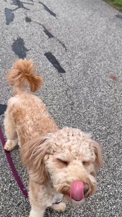 Enlarge HUEY-OHIO, an adopted Labradoodle in Chardon, OH video 6/6