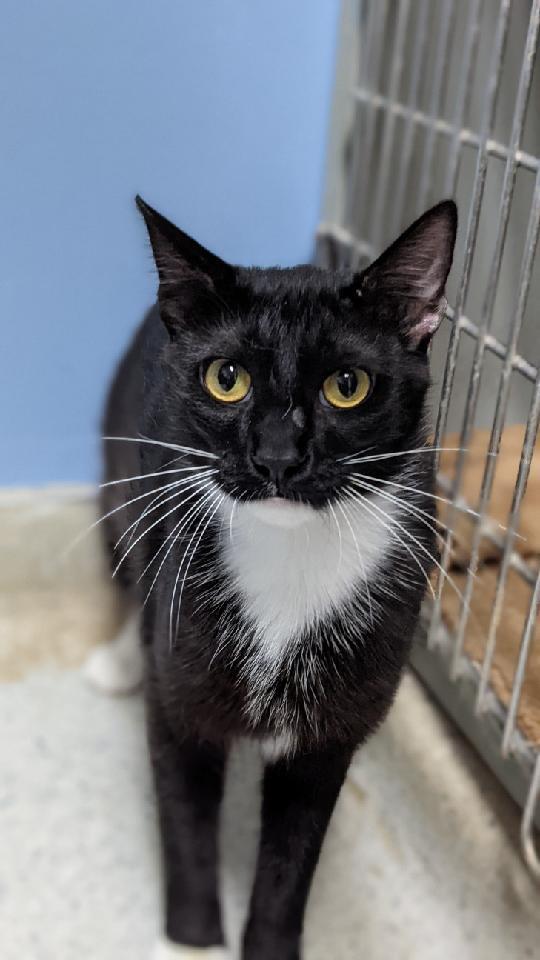 Venom, an adoptable Domestic Short Hair in Rock Falls, IL, 61071 | Photo Image 1