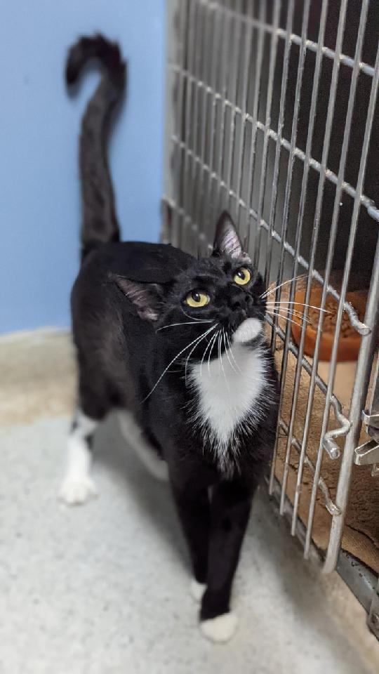 Venom, an adoptable Domestic Short Hair in Rock Falls, IL, 61071 | Photo Image 4