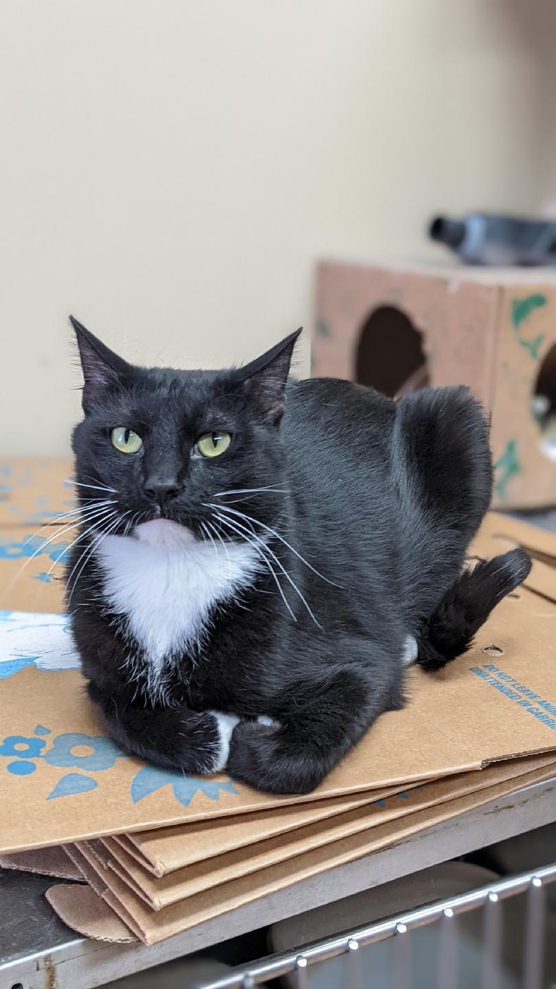 Venom, an adoptable Domestic Short Hair in Rock Falls, IL, 61071 | Photo Image 2