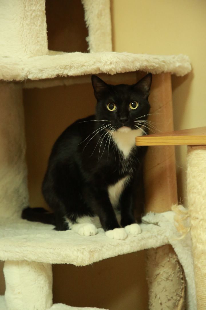 Venom, an adoptable Domestic Short Hair in Rock Falls, IL, 61071 | Photo Image 3