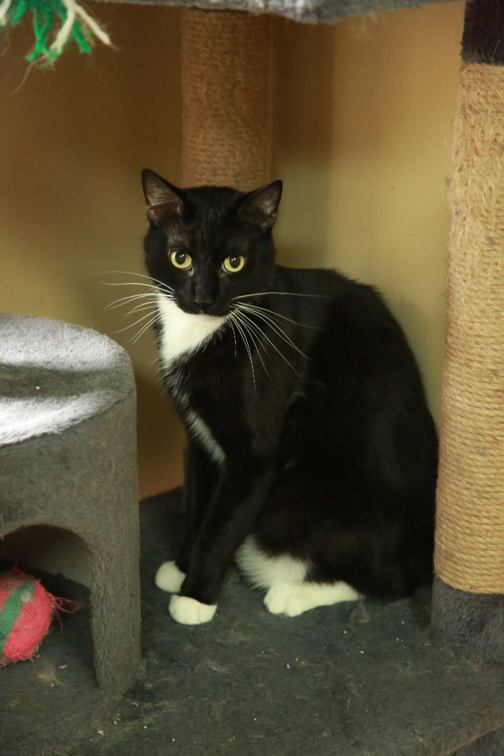 Venom, an adoptable Domestic Short Hair in Rock Falls, IL, 61071 | Photo Image 6