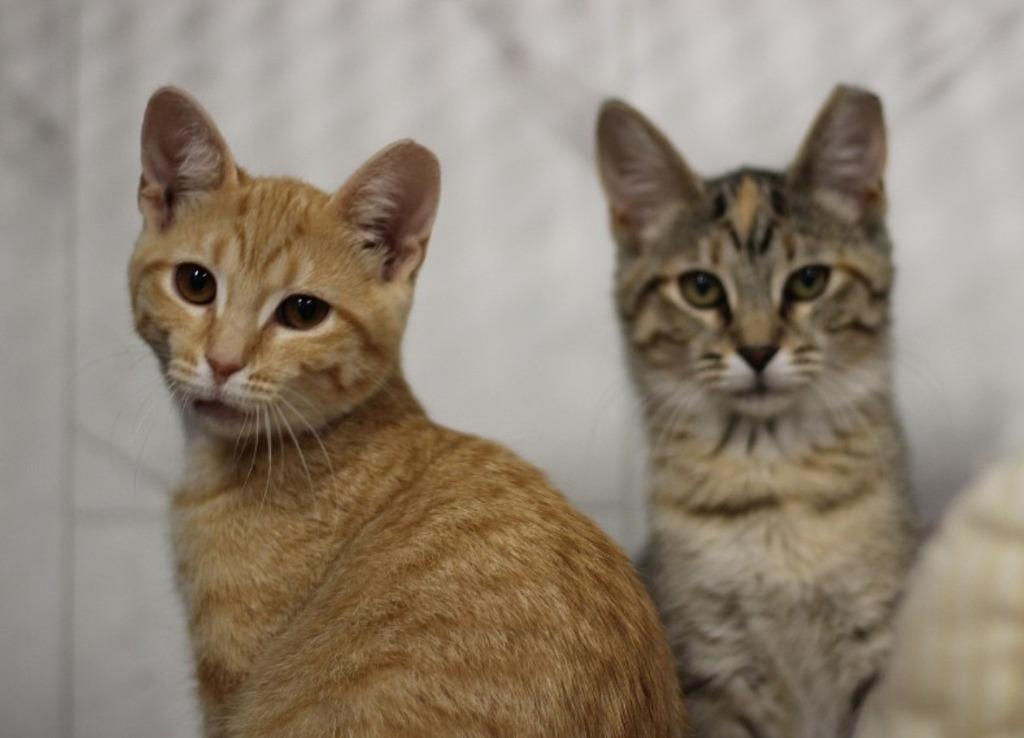 Enlarge Maxine & Simone, a Adoptable mixed breed in Rockford, IL image 1/2