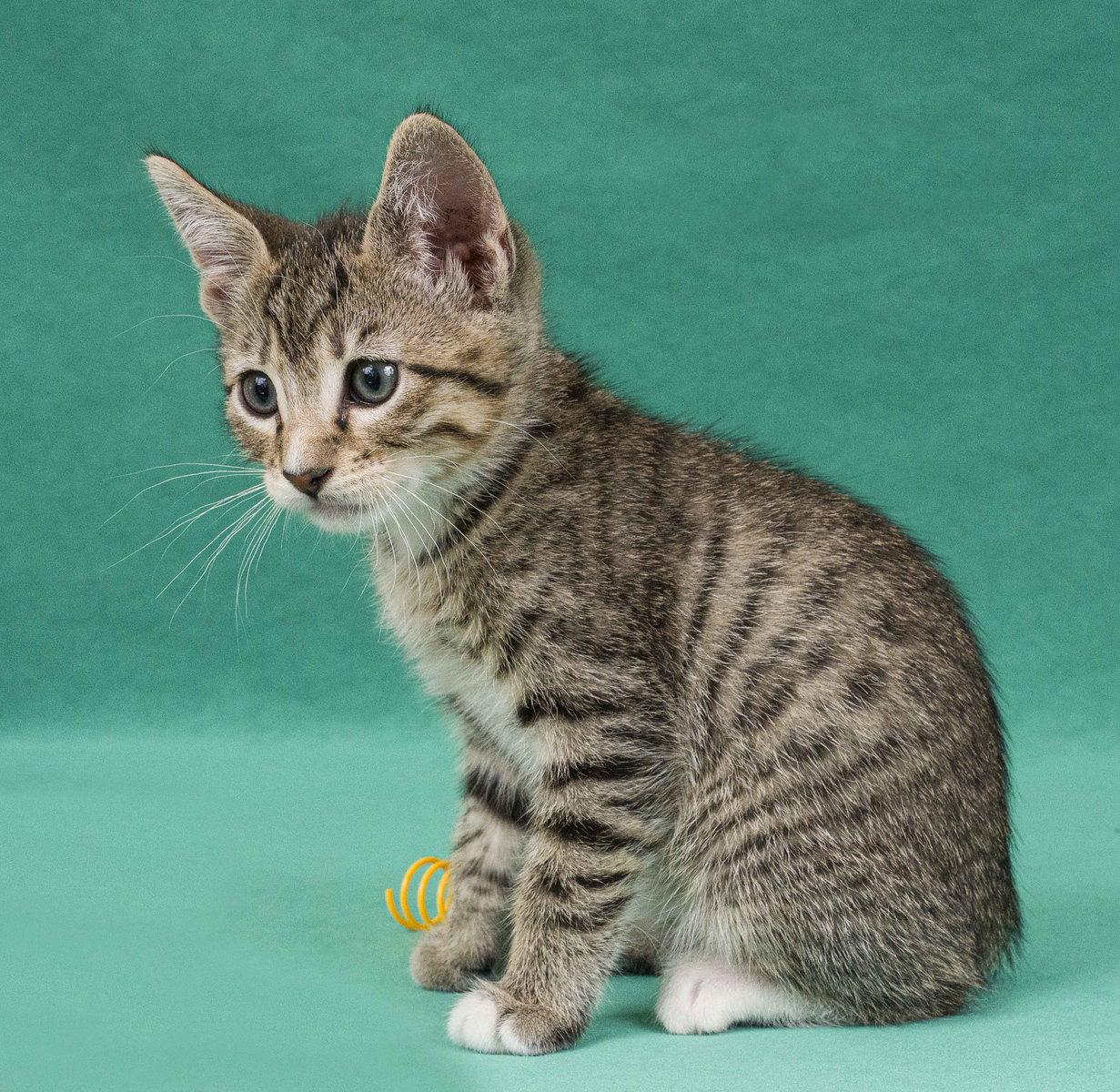 Promise, Adoptable, Young Male Domestic Short Hair.