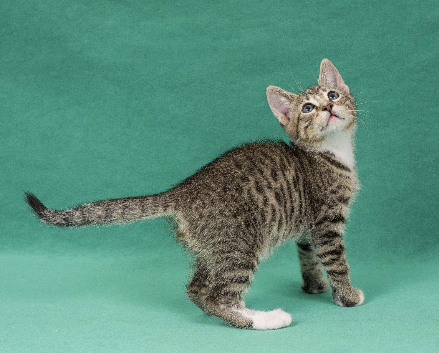 Promise, a Adoptable Domestic Short Hair in Davis, CA image 2/3
