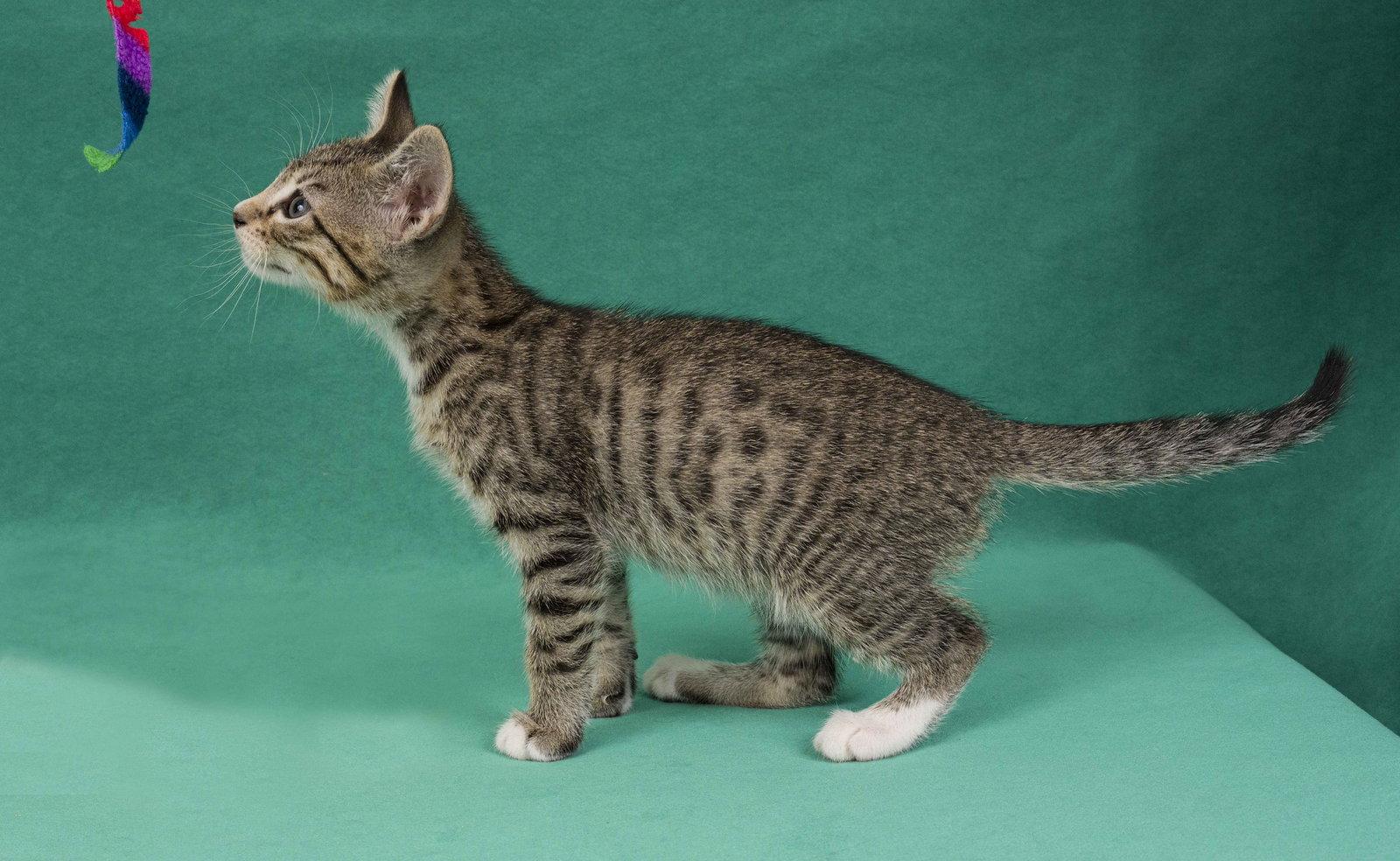 Promise, a Adoptable Domestic Short Hair in Davis, CA image 3/3