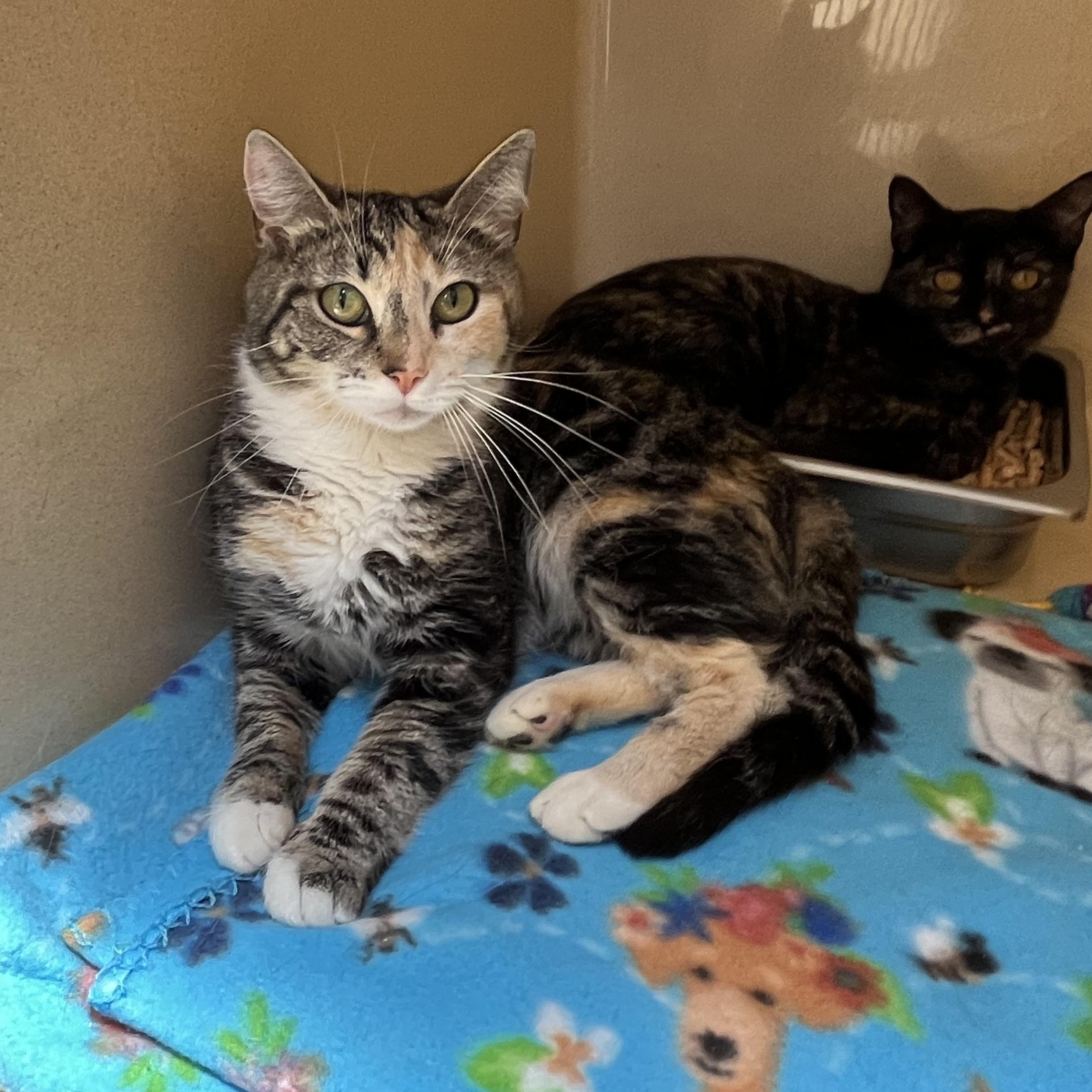 Wynonna Judd, Young Female Calico