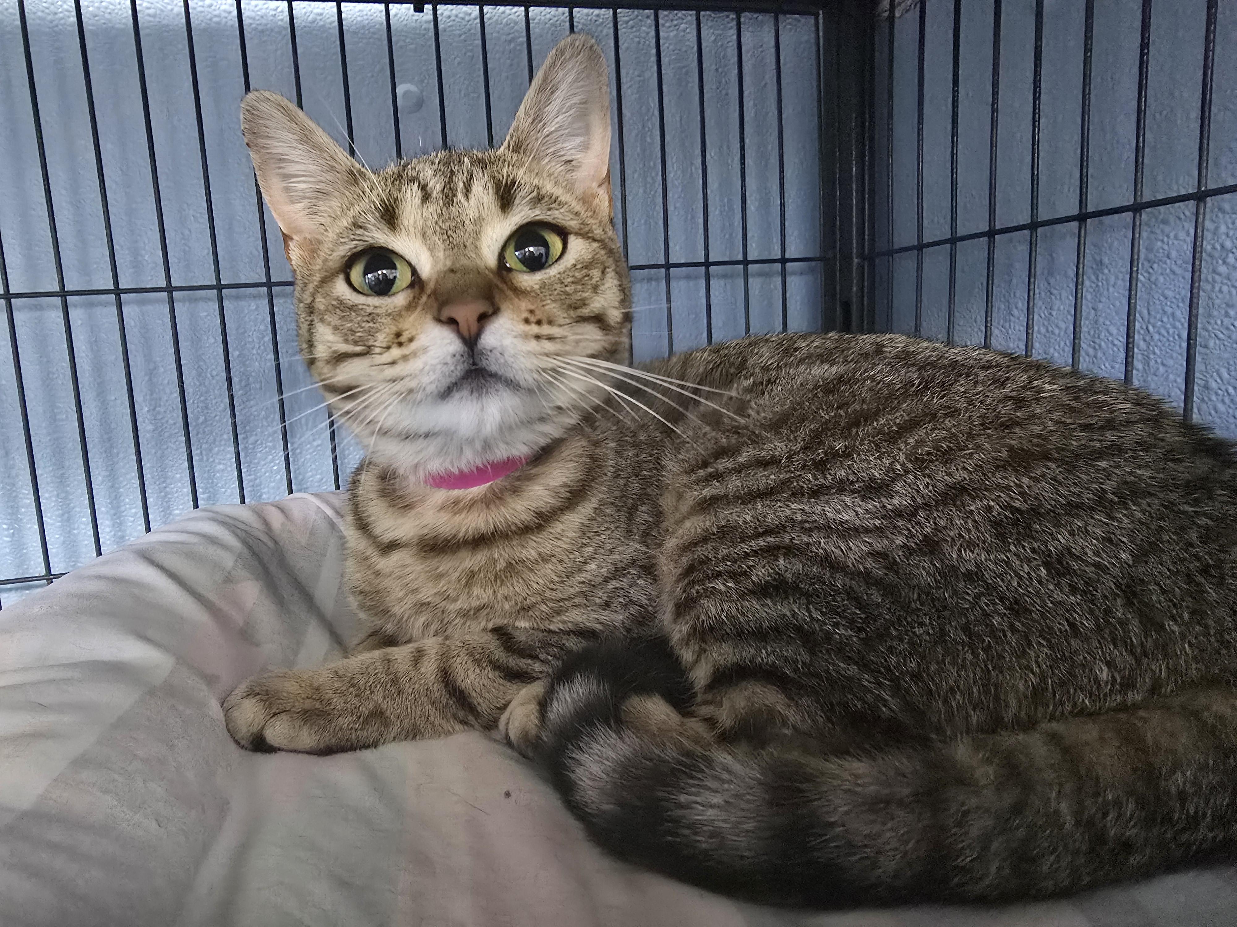 Enlarge Kiki, a Adoptable Domestic Short Hair in Farmington, MO image 1/1