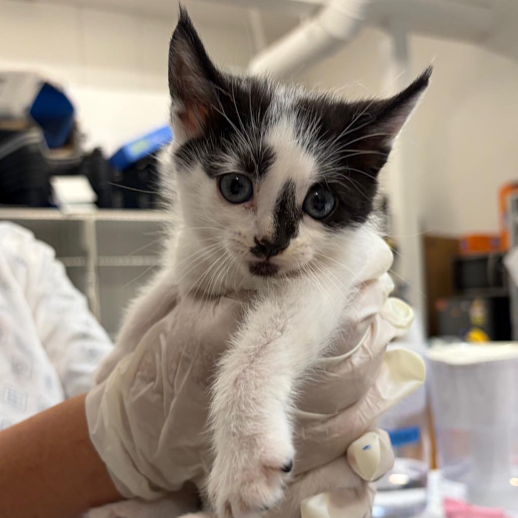 Enlarge Ada Lovelace, a Adoptable Domestic Short Hair in Long Beach, CA image 1/4
