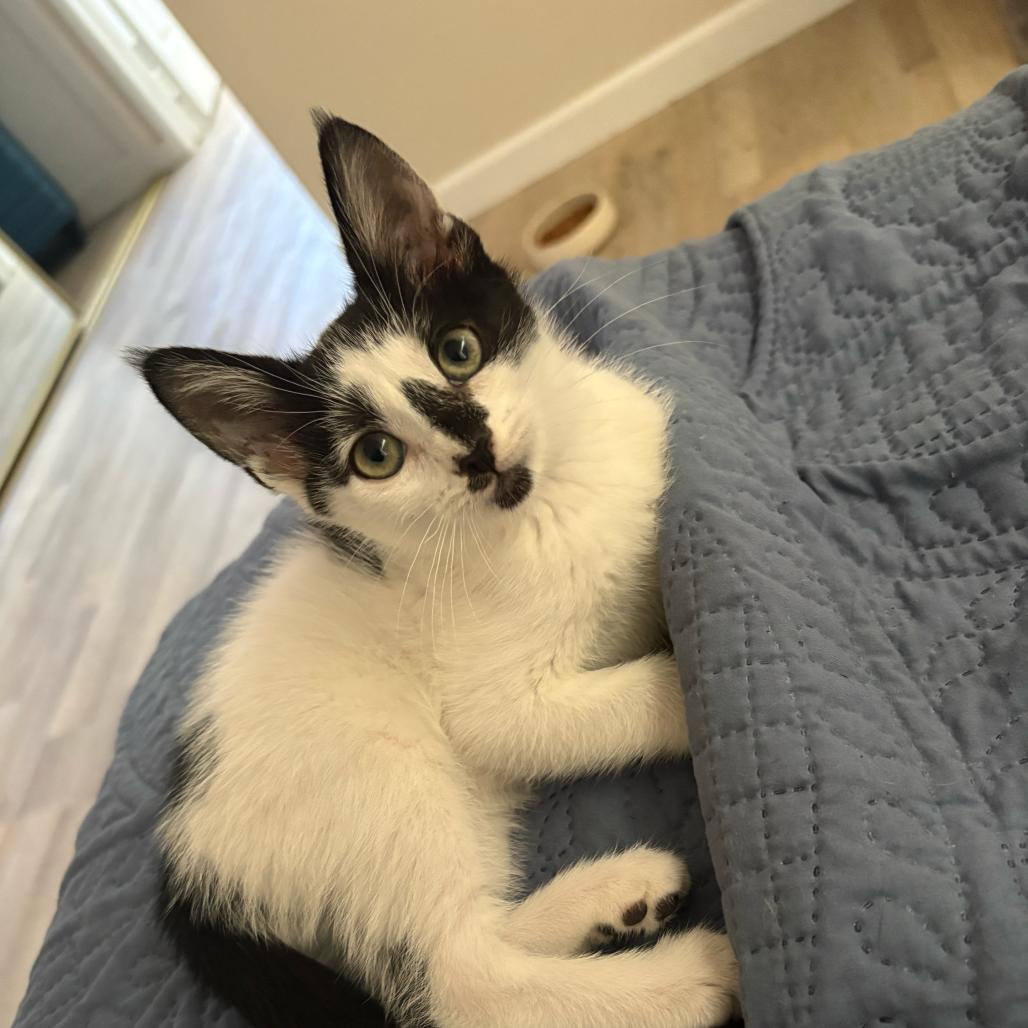 Enlarge Ada Lovelace, a Adoptable Domestic Short Hair in Long Beach, CA image 3/4